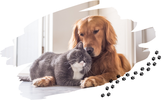 Contact pet cremation services near me in Glossop Derbyshire Contact pet cremation services near me in Glossop Derbyshire