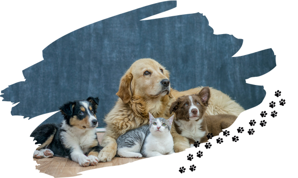 faqs pet crematorium Glossop