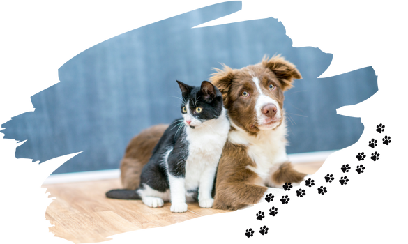 services and prices pet crematorium Glossop